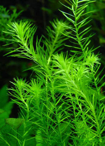 Mayaca fluviatilis
